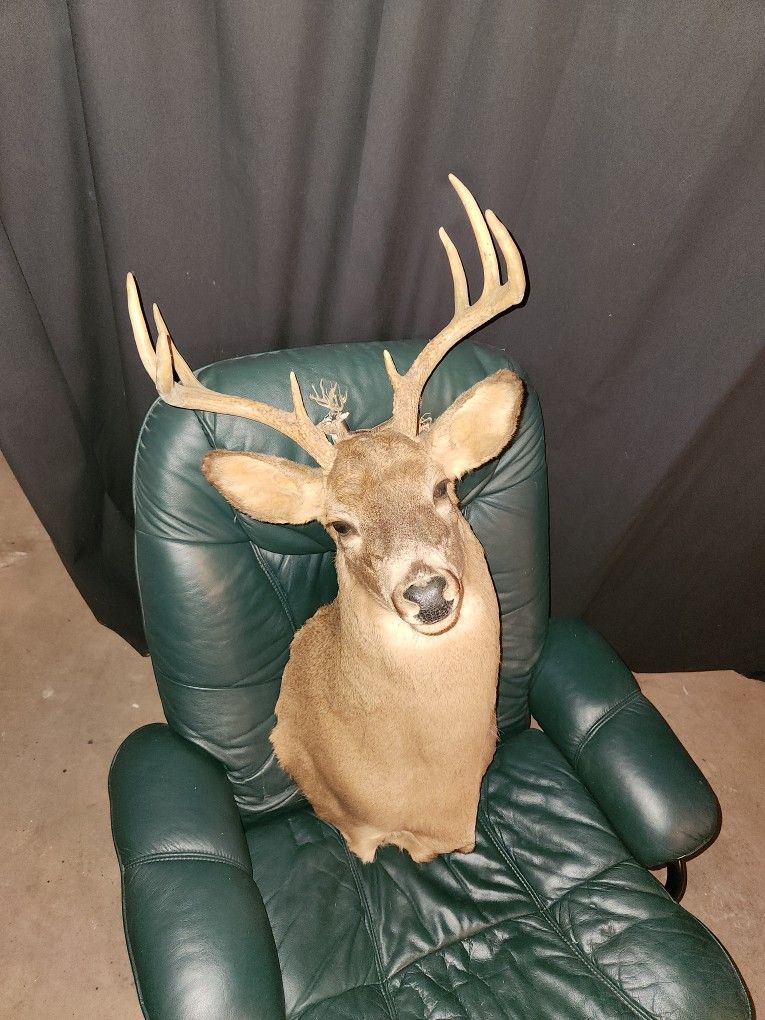 Trophy Deer Mount for Sale in Wayne, IL OfferUp