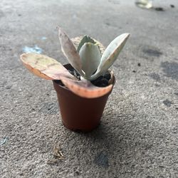 Donkey Ear Succulent Cutting 