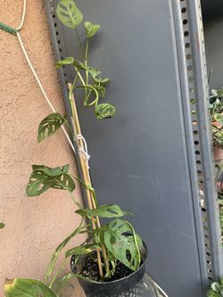 HERMOSAS PLANTAS NATURALES “SWEET CHEESE PLANT 