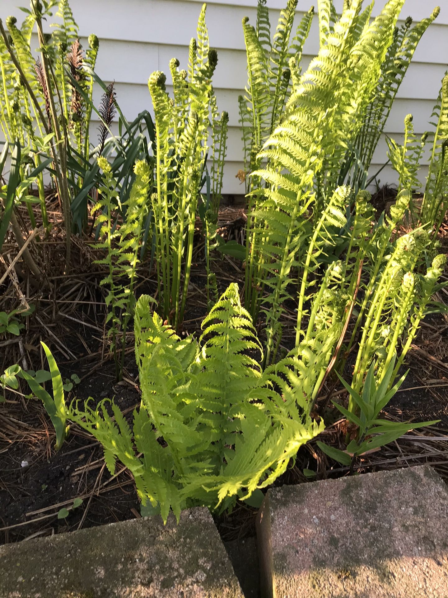Ostrich Ferns for Sale in IL, US - OfferUp
