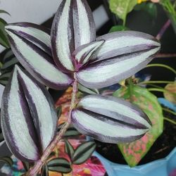 Inch Plant Clippings 