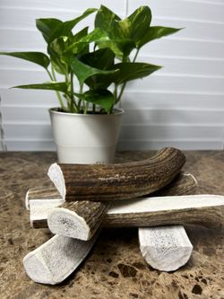 Antler Dog Chews 