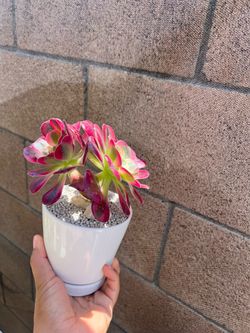 Aeonium arrangement