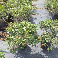 Indian Harthow 3gallon Bushes 