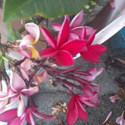 Colorful Fragrant Plumerias Cutting With Flowers In Tact Ready To Plant