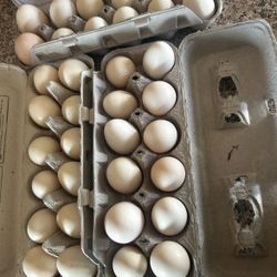 Eggs $7