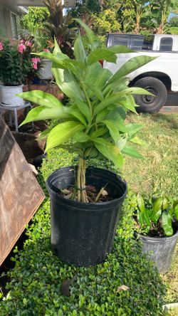 Plantas
