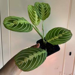 Lemon Lime Maranta 