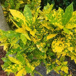 Croton Landscape Plant