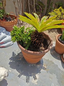 Sago Palm Plant