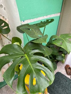 Beautiful monstera