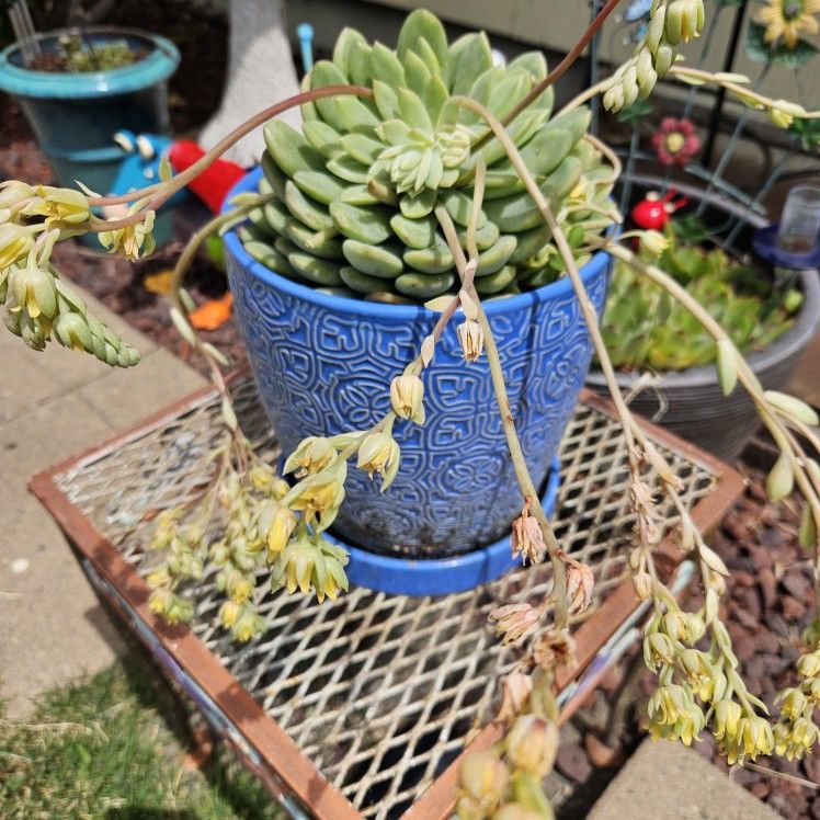 Flower Pot