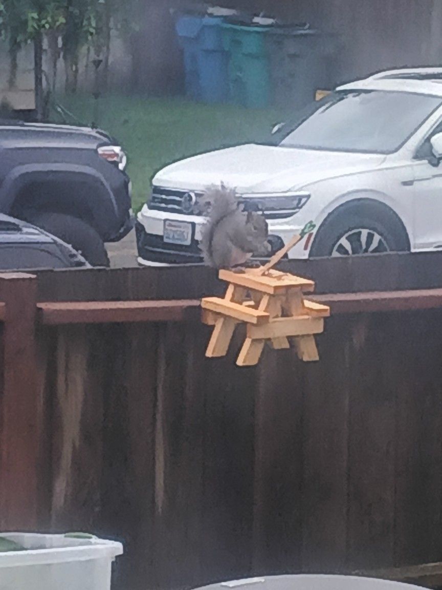 Squirrel Feeding Tables