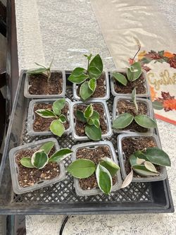 Hoya Carnosa