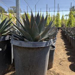 AGAVE BLUE GLOW