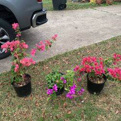 Bougainvilleas Shrubs 