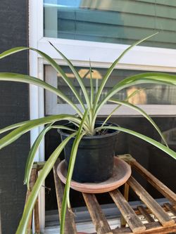 Spider Plant 