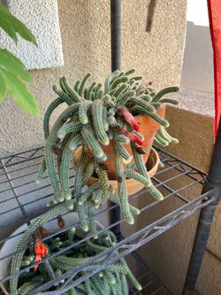 plants