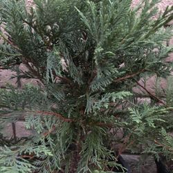 Gal. Leyland Cypress Evergreen Tree with Green Foliage 5 Gallon