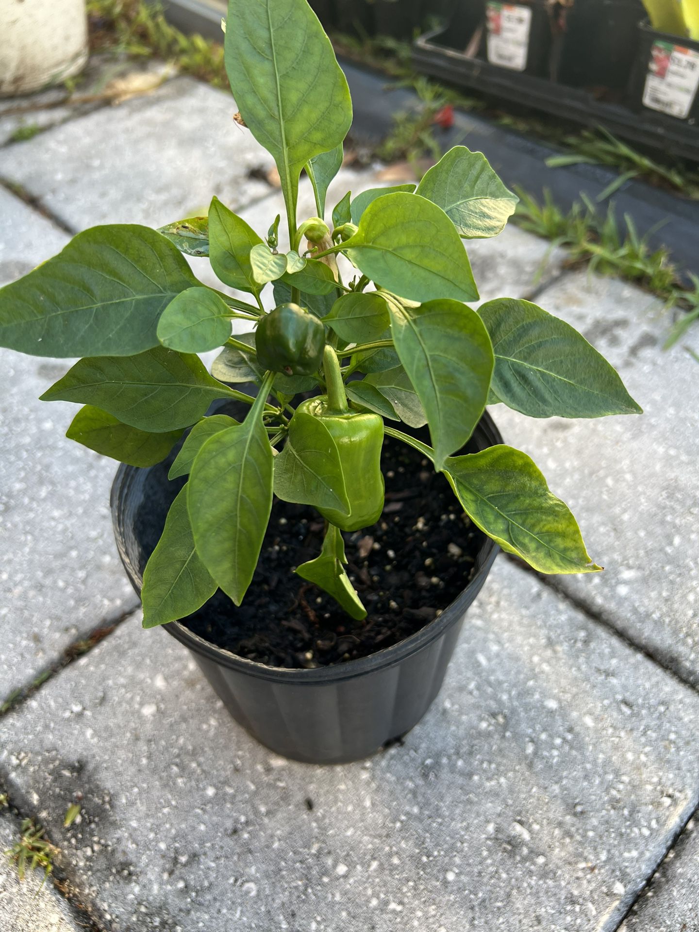 Green Pepper Plant In A Pot 