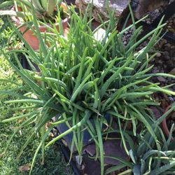 Aloe Vera Plants