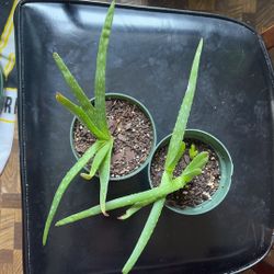 Aloe Plant Babies (3)