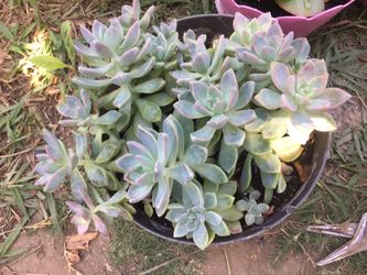 Succulent