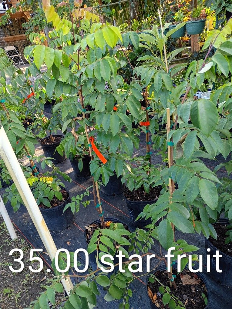 Plants