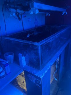Acrylic frag tank set up
