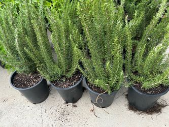 Rosemary bush15$ each