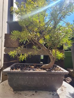 Fir Pre Bonsai