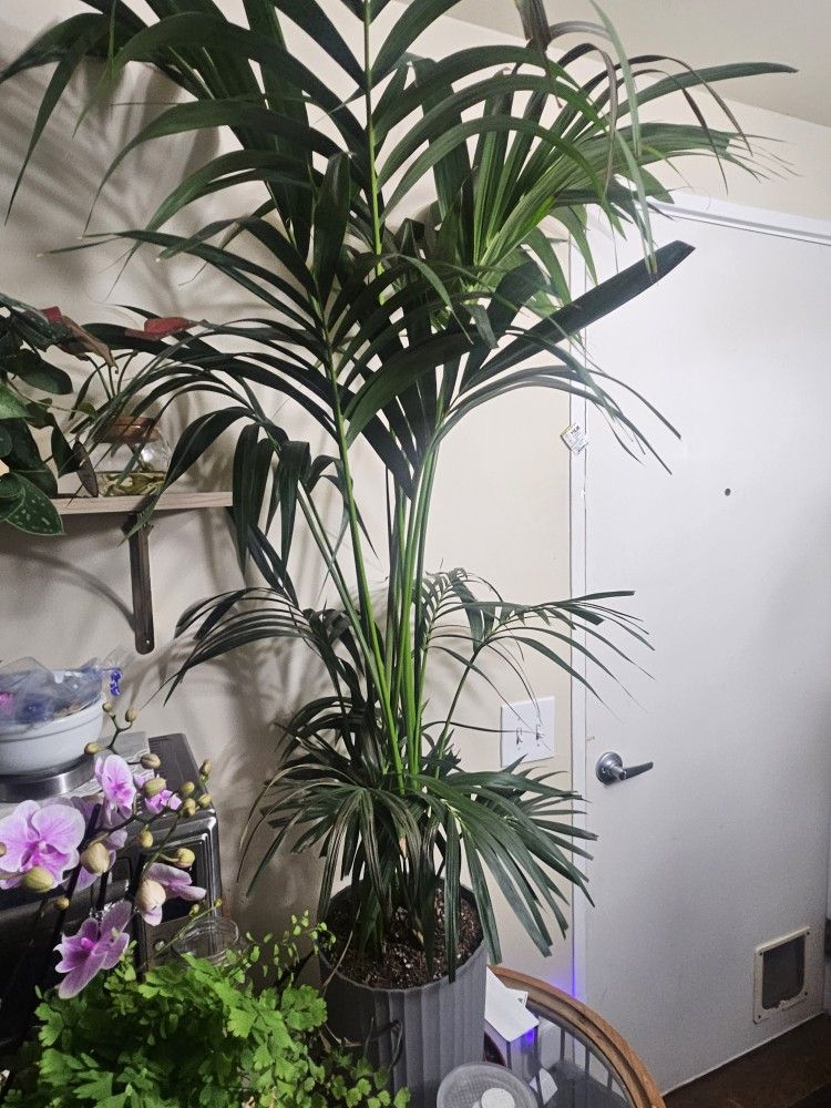 Kentia Palm