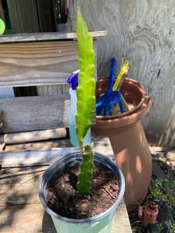 Dragon Fruit Cactus Plant 🌵