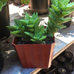 Aloe Vera Succulent Plant 