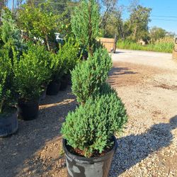 Spiral Blue Point Juniper (15 Gal.)