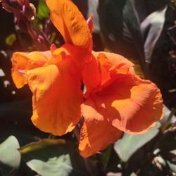 CANNA LILYS $2
