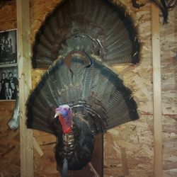 Deer Antler Plaques And Turkey Fans And Mounts