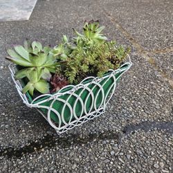 Garden Decoration Whis Plants Succulent 