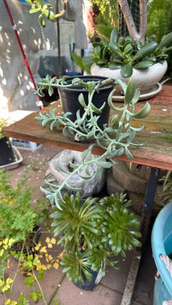 Succulent