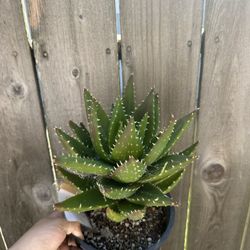 Mitre Aloe