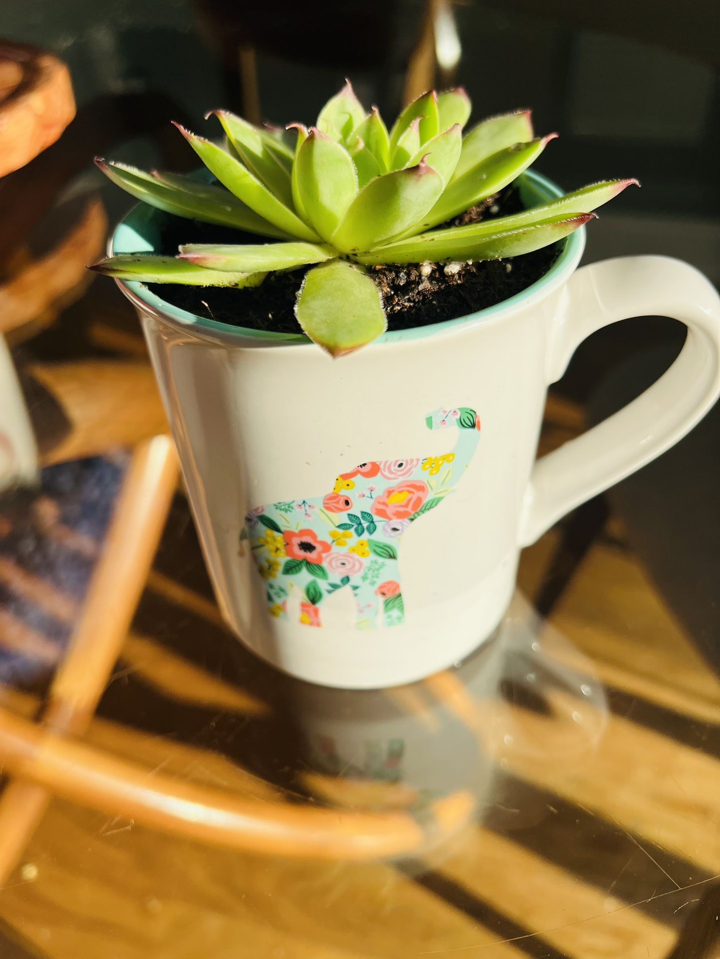 Succulent In Elephant Cup