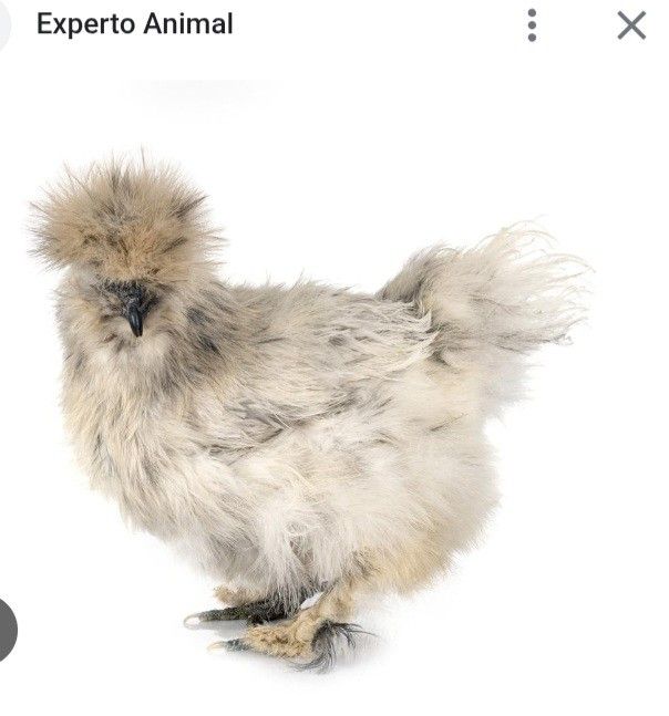 Pollos Japoneses