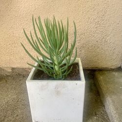 Succulent Mermaid Tail