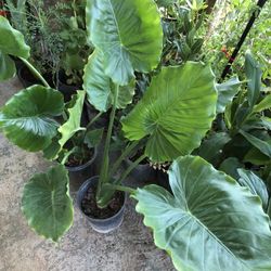 Planta Hoja Elegante Purifica Aire De Dentro Afuera De La Casa 
