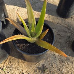 Aloe Vera - Savila