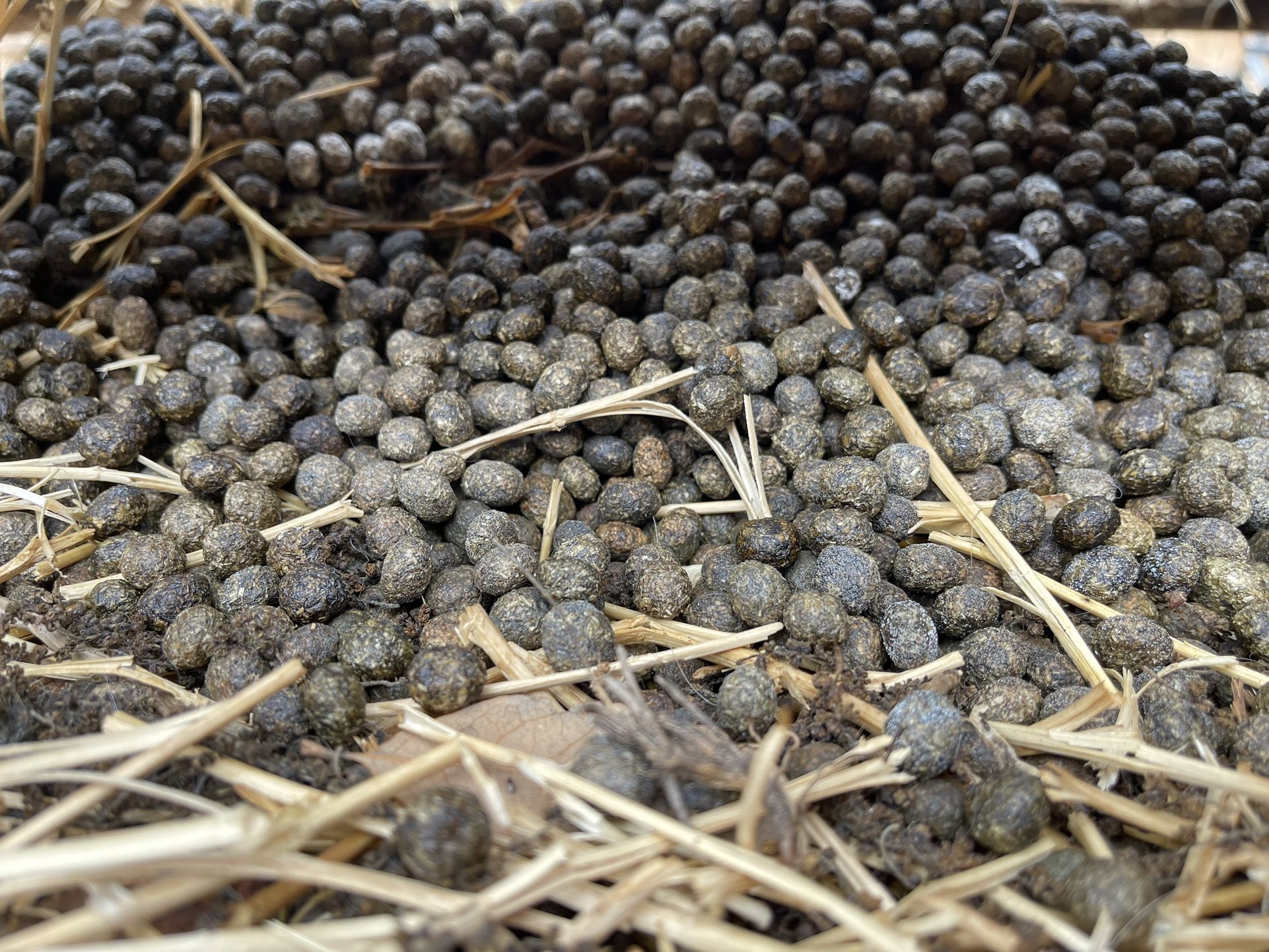 Rabbit Manure for Sale in San Antonio, TX OfferUp