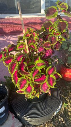 Beautiful Coleus in 5 gallon pot