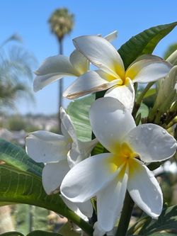 Plumerias en maceta de 5 galones  color, Blanca Eco, Rosita Matic