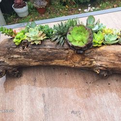 Mother's Day Succulents Arrangements 