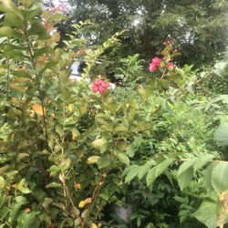 Creimoros. Ya Estan Floriando En 3 Galones 